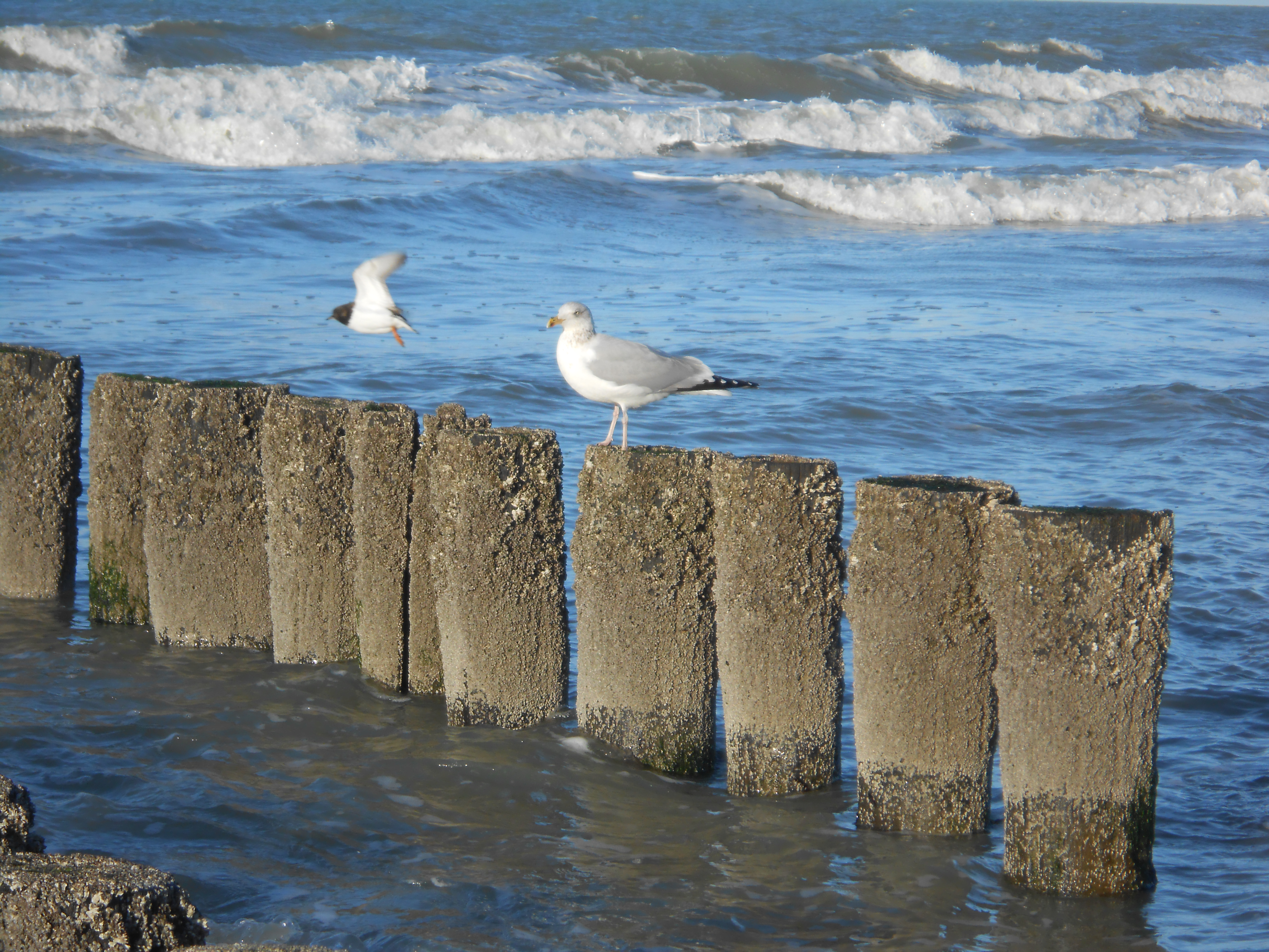meeuw bij de zee