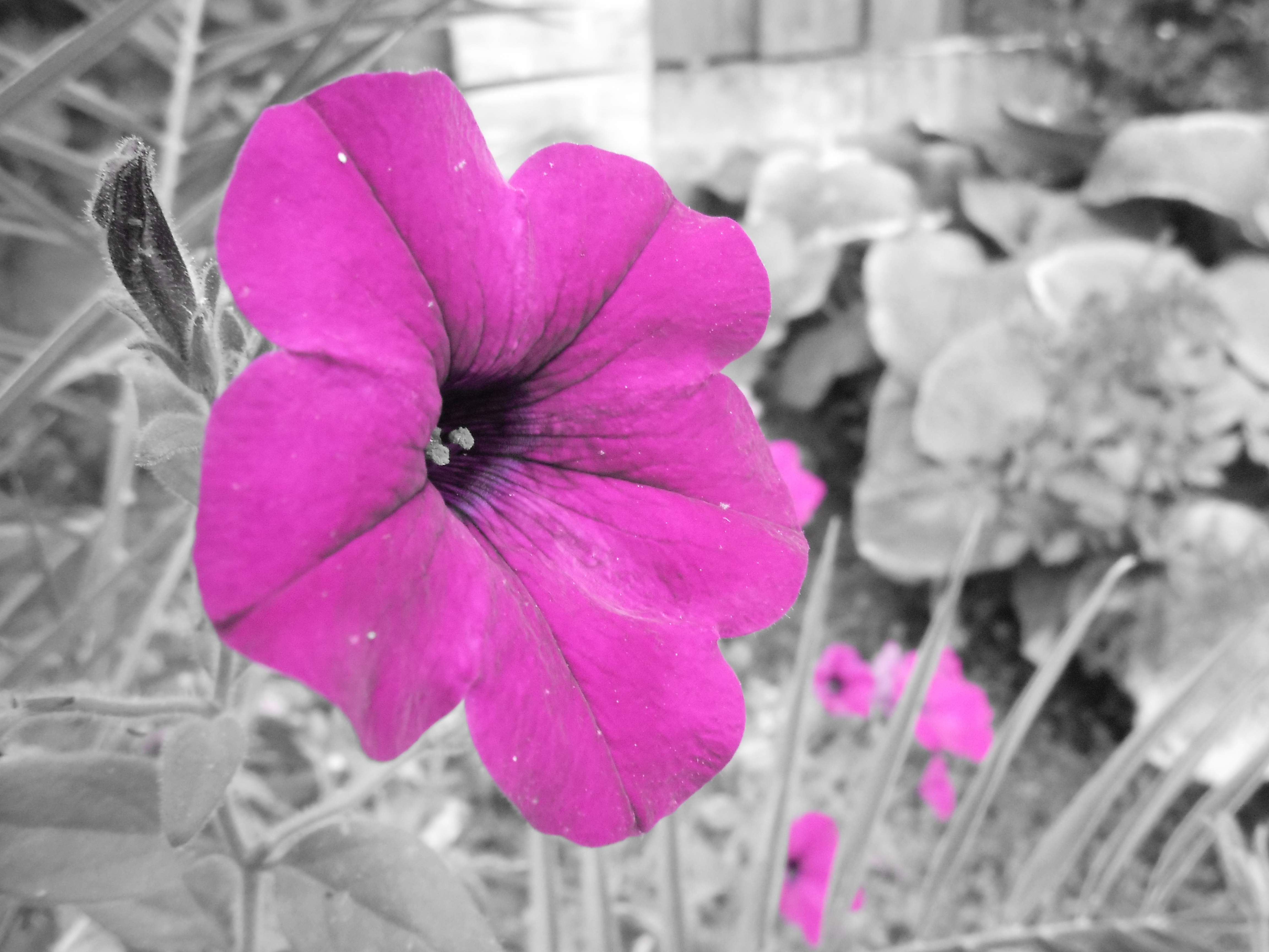 bloem in de achtertuin
